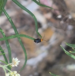 Adoxia sp. (genus) at Bungendore, NSW - 3 Jan 2025