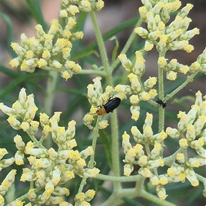 Adoxia sp. (genus) at Bungendore, NSW - 3 Jan 2025