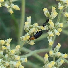 Adoxia sp. (genus) at Bungendore, NSW - 3 Jan 2025