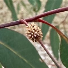 Paropsis atomaria (Eucalyptus leaf beetle) at Aranda, ACT - 3 Jan 2025 by KMcCue