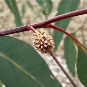 Paropsis atomaria at Aranda, ACT - 3 Jan 2025