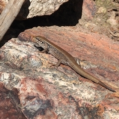 Liopholis whitii at Warrumbungle, NSW - 21 Oct 2024 by DavidDedenczuk