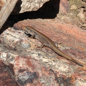 Liopholis whitii at Warrumbungle, NSW - 21 Oct 2024 08:57 AM