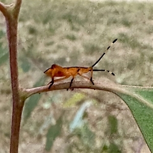 Amorbus sp. (genus) at Aranda, ACT - 3 Jan 2025