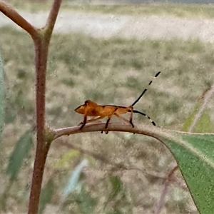 Amorbus sp. (genus) at Aranda, ACT - 3 Jan 2025