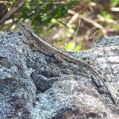 Rankinia diemensis at Warrumbungle, NSW - 21 Oct 2024 by DavidDedenczuk