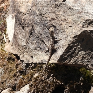 Rankinia diemensis at Warrumbungle, NSW by DavidDedenczuk