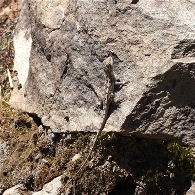 Amphibolurus muricatus at Warrumbungle, NSW - 21 Oct 2024 by DavidDedenczuk