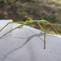 Phasmatodea (order) (Unidentified stick insect) at Yaouk, NSW - 1 Jan 2025 by Janet