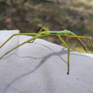 Phasmatodea (order) (Unidentified stick insect) at Yaouk, NSW by Janet