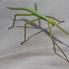 Phasmatodea (order) at Yaouk, NSW - suppressed