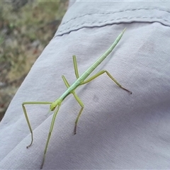 Phasmatodea (order) at Yaouk, NSW - suppressed