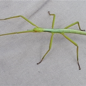 Phasmatodea (order) at Yaouk, NSW - suppressed