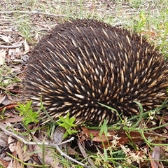 Tachyglossus aculeatus at Penrose, NSW - 2 Jan 2025 by Aussiegall