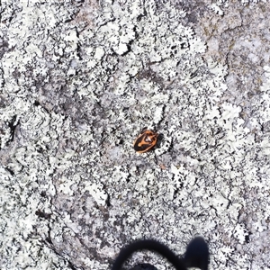 Agonoscelis rutila at Banks, ACT - 16 Nov 2024