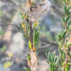 Doratifera pinguis at Bungendore, NSW - 3 Jan 2025 by clarehoneydove