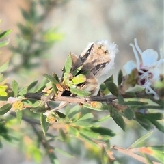 Doratifera pinguis at Bungendore, NSW - 3 Jan 2025