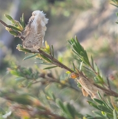 Doratifera pinguis at Bungendore, NSW - suppressed