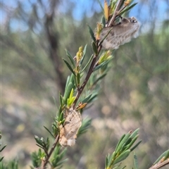 Doratifera pinguis at Bungendore, NSW - suppressed