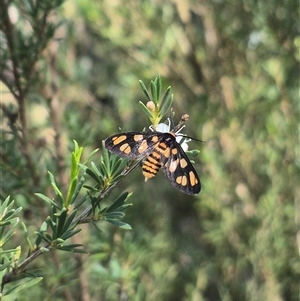 Amata nigriceps at Bungendore, NSW - suppressed