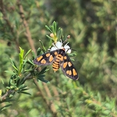 Amata nigriceps at Bungendore, NSW - suppressed