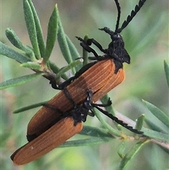 Porrostoma rhipidium (Long-nosed Lycid (Net-winged) beetle) at Bungendore, NSW - 3 Jan 2025 by clarehoneydove