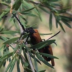 Porrostoma rhipidium at Bungendore, NSW - suppressed