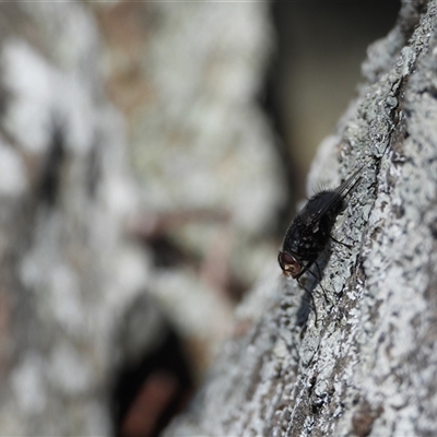 Unverified True fly (Diptera) at Banks, ACT - 16 Nov 2024 by DavidDedenczuk