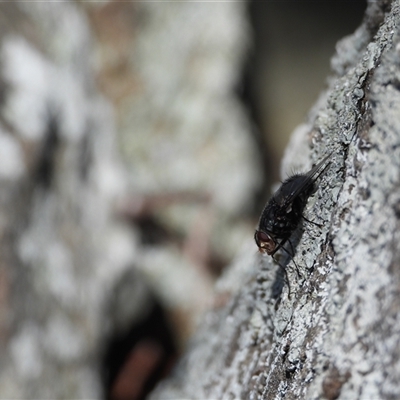 Unidentified True fly (Diptera) at Banks, ACT - 16 Nov 2024 by DavidDedenczuk