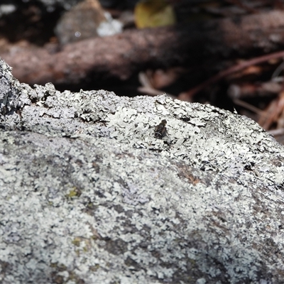 Villa sp. (genus) (Unidentified Villa bee fly) at Banks, ACT - 16 Nov 2024 by DavidDedenczuk