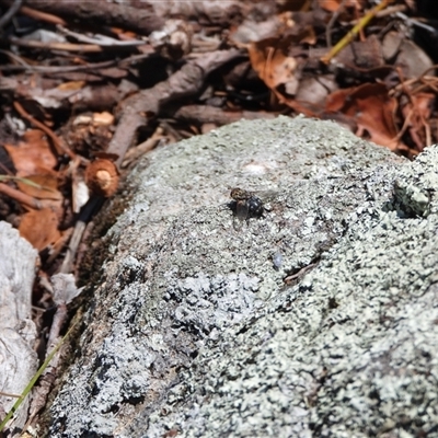 Tachinidae (family) (Unidentified Bristle fly) at Banks, ACT - 16 Nov 2024 by DavidDedenczuk