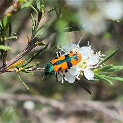 Castiarina scalaris (Scalaris jewel beetle) at Bungendore, NSW - 3 Jan 2025 by clarehoneydove