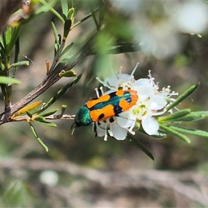 Castiarina scalaris at Bungendore, NSW - 3 Jan 2025