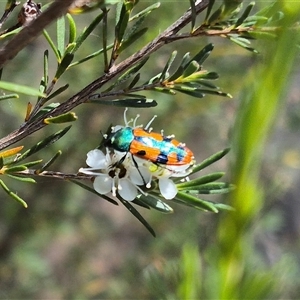 Castiarina scalaris at Bungendore, NSW - 3 Jan 2025