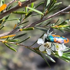 Castiarina scalaris at Bungendore, NSW - 3 Jan 2025