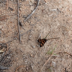 Amata (genus) (Handmaiden Moth) at Banks, ACT - 17 Nov 2024 by DavidDedenczuk