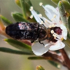 Diphucrania sp. (genus) (Jewel Beetle) at Bungendore, NSW - 3 Jan 2025 by clarehoneydove