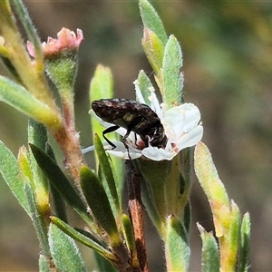 Diphucrania sp. (genus) at Bungendore, NSW - 3 Jan 2025