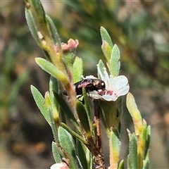 Diphucrania sp. (genus) at Bungendore, NSW - 3 Jan 2025