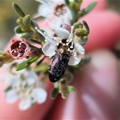 Diphucrania sp. (genus) at Bungendore, NSW - 3 Jan 2025