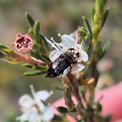 Diphucrania sp. (genus) at Bungendore, NSW - 3 Jan 2025