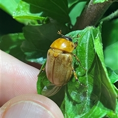 Cyclocephala signaticollis (Argentinian scarab) at Chapman, ACT - 3 Jan 2025 by HaukeKoch