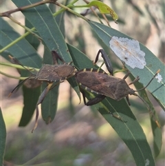 Amorbus alternatus (Eucalyptus Tip Bug) at Bungendore, NSW - 3 Jan 2025 by clarehoneydove