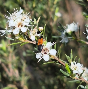 Anilicus xanthomus at Bungendore, NSW - 3 Jan 2025