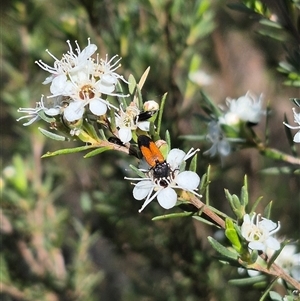 Anilicus xanthomus at Bungendore, NSW - 3 Jan 2025