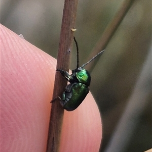 Aporocera (Aporocera) jacksoni at Bungendore, NSW - 2 Jan 2025