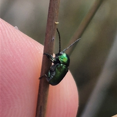 Aporocera (Aporocera) jacksoni (Leaf beetle) at Bungendore, NSW - 2 Jan 2025 by clarehoneydove