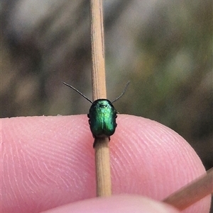 Aporocera (Aporocera) jacksoni at Bungendore, NSW - 2 Jan 2025