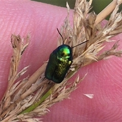 Aporocera (Aporocera) jacksoni at Bungendore, NSW - 2 Jan 2025