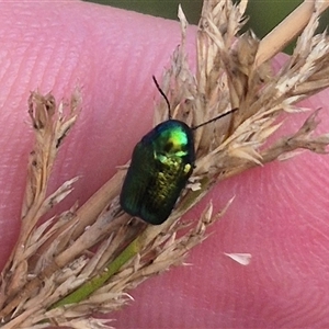 Aporocera (Aporocera) jacksoni at Bungendore, NSW - 2 Jan 2025